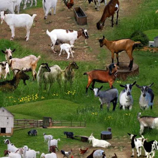 Farm animals Goats
